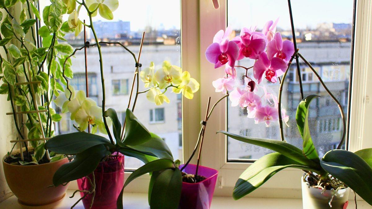 Les tristes orchidées sauveront le produit des armoires de cuisine.  Utiliser toutes les 2 semaines