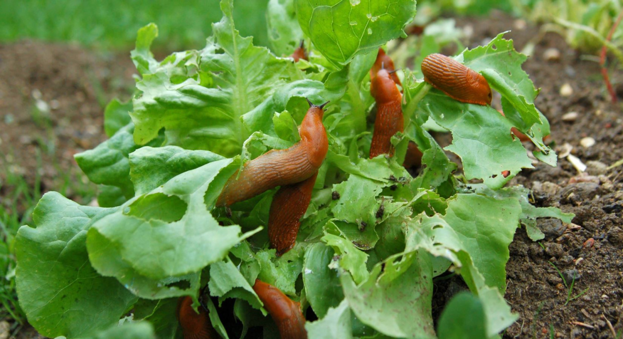 Les gens l'adorent, les escargots l'adorent.  Grâce à lui, ils sortiront définitivement du jardin