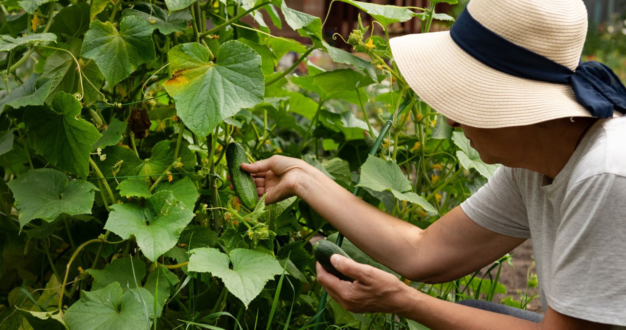 Les concombres fleurissent vides ?  La raison est simple.  Beaucoup de gens l’étudient et n’ont aucune récolte