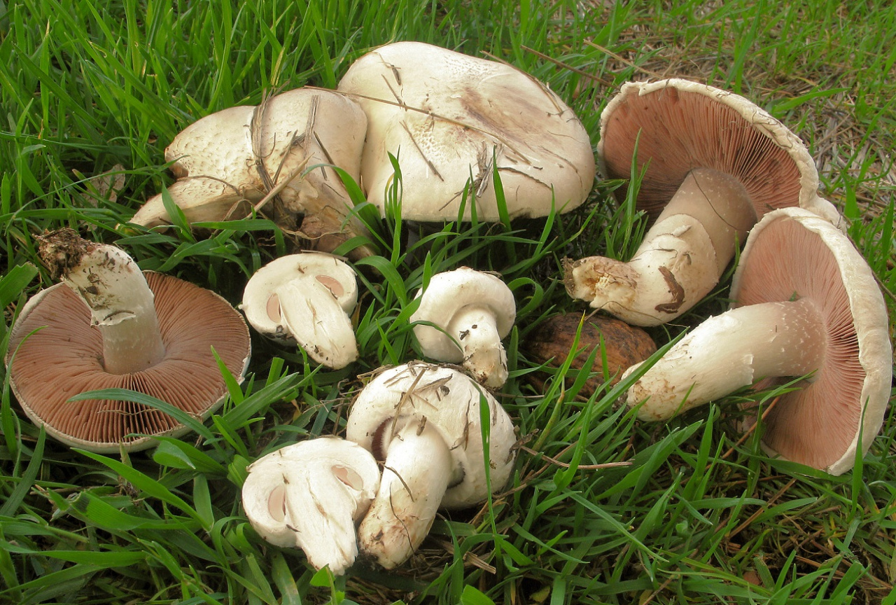 Vous pouvez les cueillir tout l’été et personne ne se baissera.  Plus savoureux que les champignons du commerce