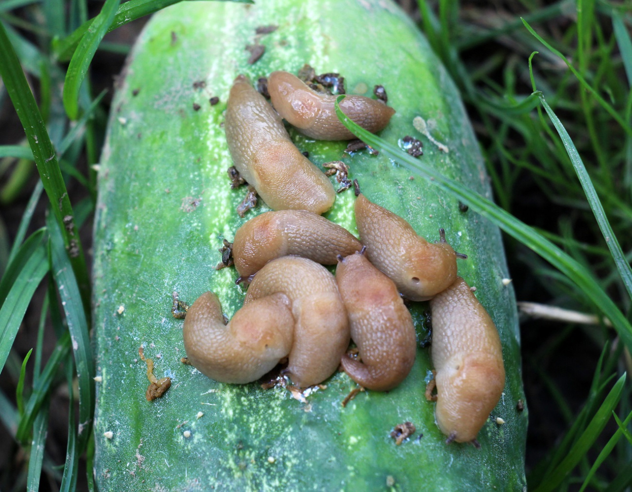 Je n'ai aucun problème avec les limaces dans le jardin.  Tout ce que tu avais à faire était de planter une herbe qu'ils détestaient