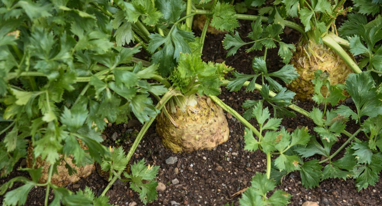Le céleri ne veut pas pousser en racines ?  Mélangez ces déchets avec de l’eau et arrosez-les.  Il grandira immédiatement selon les besoins