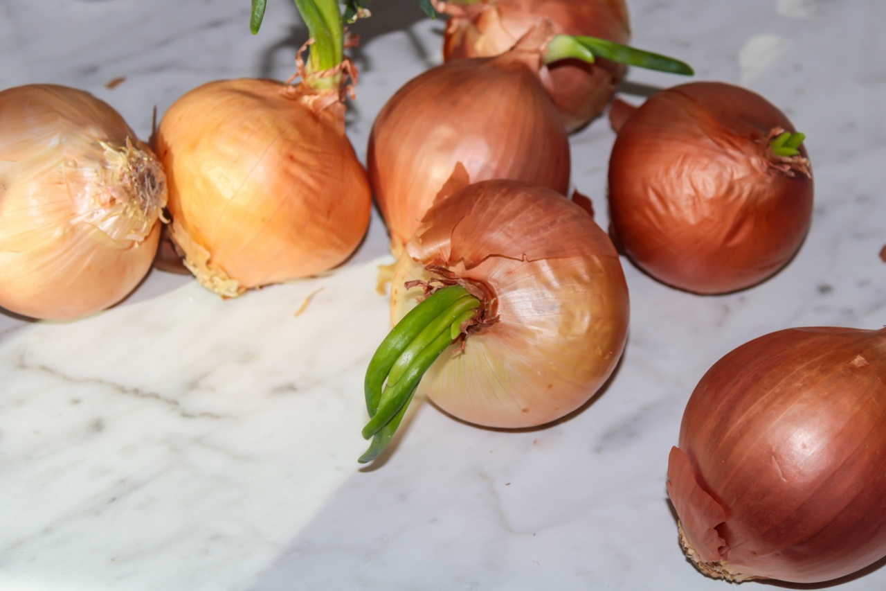 Ne jetez pas les oignons envahis. C'est toujours comestible, mais à une condition