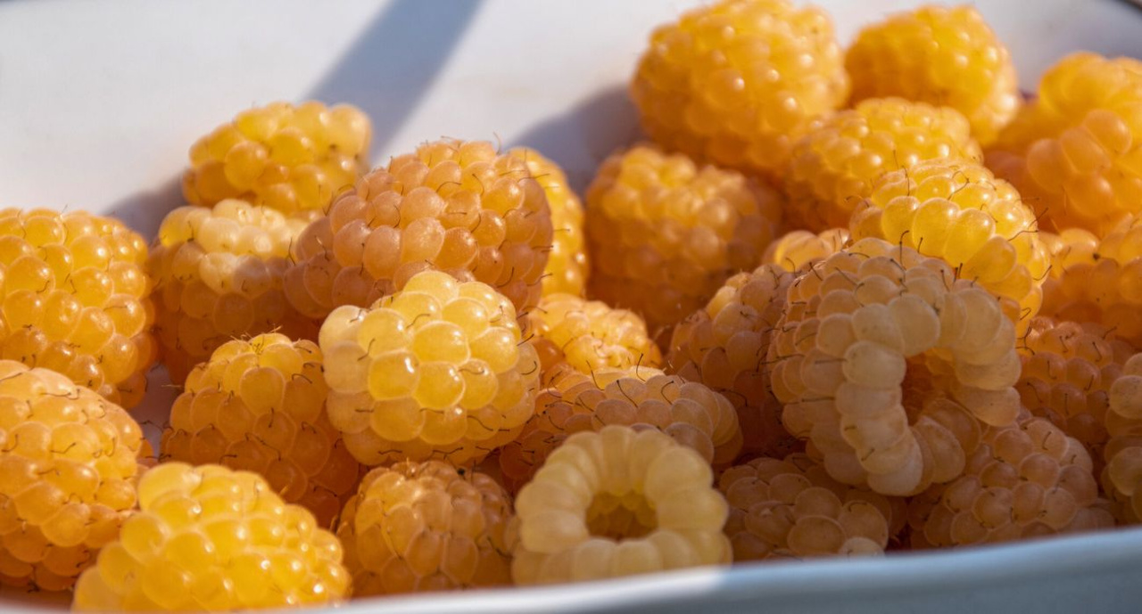 Les framboises ordinaires ont de la concurrence. Ce sont des produits sucrés, un peu acidulés et pleins de vitamines. Vous pouvez maintenant les acheter chez nous