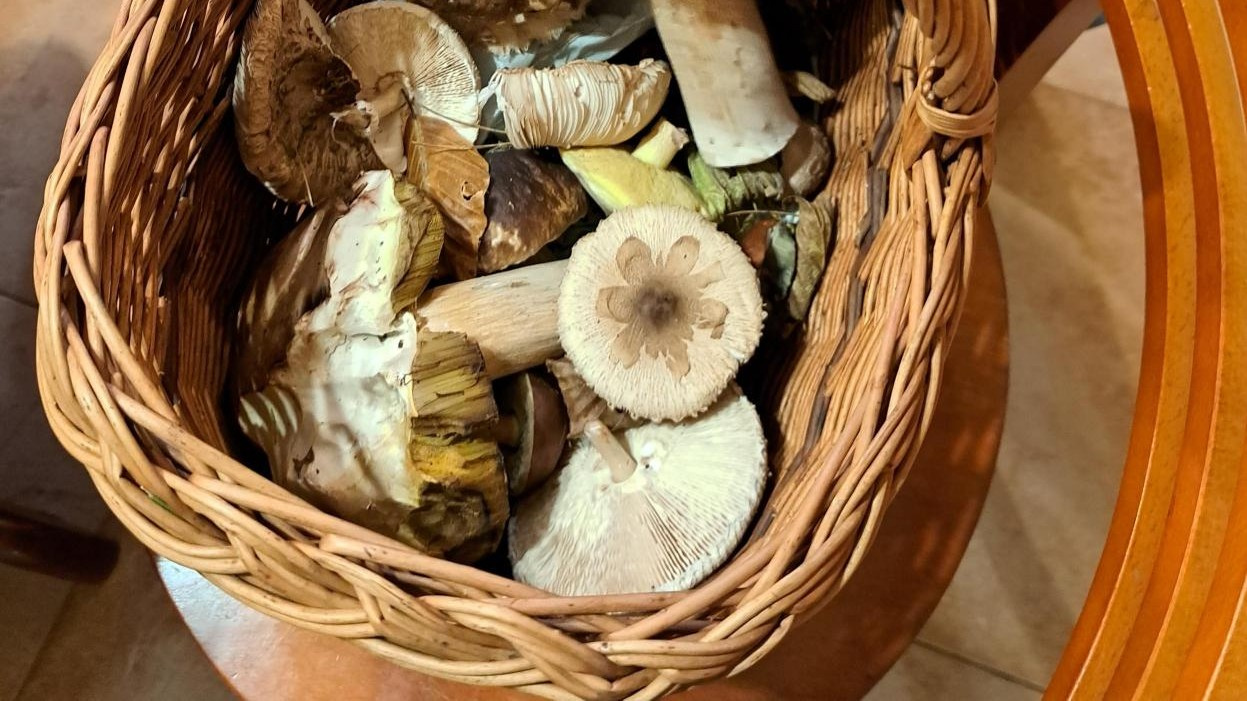 Tout le monde sèche de tels champignons, ce qui pose problème. Cela ne sert à rien de les mettre dans votre panier