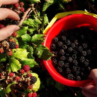 Tout ce qu'il faut savoir sur la saison des mûres