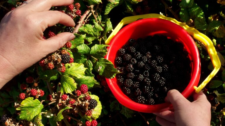 Tout ce qu'il faut savoir sur la saison des mûres
